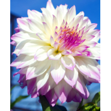 Георгина Цезарз Пэлас (бахромчатая)