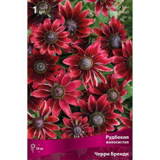 Рудбекия волосистая Черри Бренди  