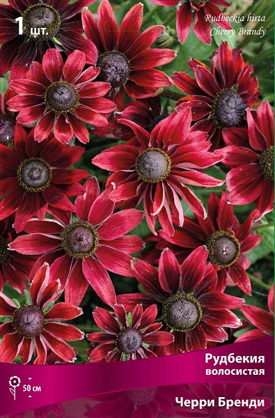 Рудбекия волосистая Черри Бренди (бордовый центр, светлые кончики ...