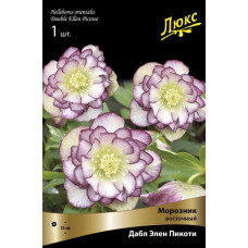 Морозник восточный Дабл Элен Пикоти 