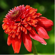 Эхинацея пурпурная Эксцентрик 