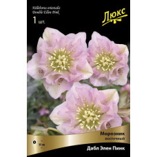 Морозник восточный Дабл Элен Пинк 