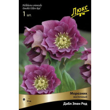 Морозник восточный Дабл Элен Ред  
