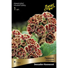 Примула гибридная Элизабет Киллелэй 