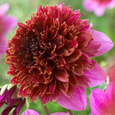 Георгина Фантом (анемоновидная)