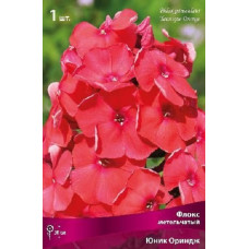 Флокс Юник Ориндж (метельчатый)