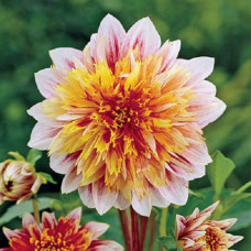 Георгина Гарден Шоу (анемоновидная)