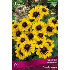 Рудбекия волосистая Голд Булльен 