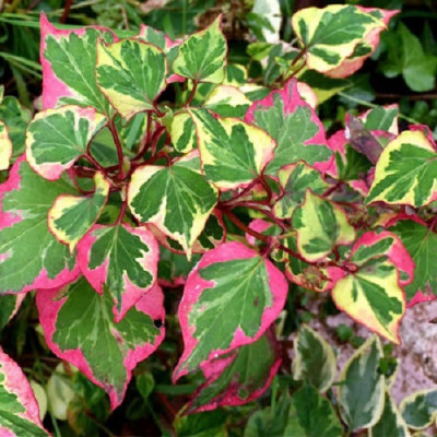  Хаутюйния сердцевидная Хамелеон (лист зеленый с розовыми и кремовыми пятнами, оригинальный) 