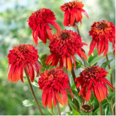 Эхинацея пурпурная Хот Папайя 