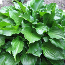Хоста гибридная Инвинсибл 