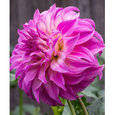 Георгина Колорадо Классик (декоративная)