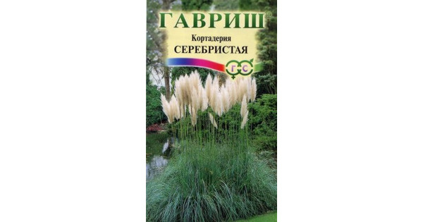 Кортадерия (Пампасная трава) серебристая купить с доставкой в магазине ...