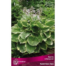 Хоста гибридная Крисмас Три 