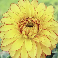 Георгина Лейк Онтарио (декоративная)