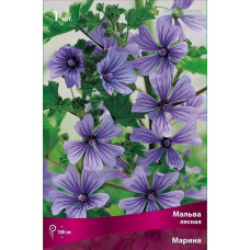 Мальва лесная Марина 