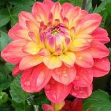 Георгина Мелоди Аллегро (декоративная) 