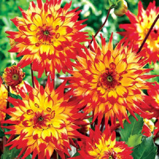 Георгина Мерлуца (кактусовая)