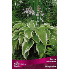 Хоста гибридная Моерхейм 