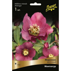 Морозник восточный Монтсегур 