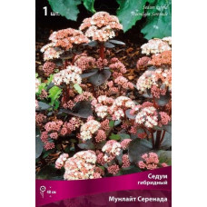 Седум гибридный Мунлайт Серенада 