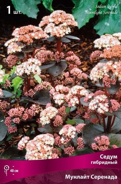 Седум гибридный Мунлайт Серенада (тёмно-зелёный, переходящий в ...