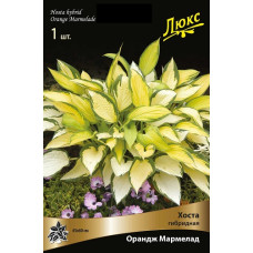 Хоста гибридная Ориндж Мармелад 