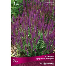 Сальвия дубравная (Шалфей) Остфризленд 