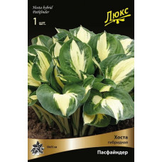 Хоста гибридная Пасфайндер 