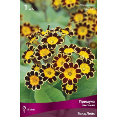 Примула высокая Голд Лейс 