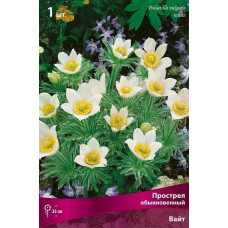 Прострел обыкновенный Альба 