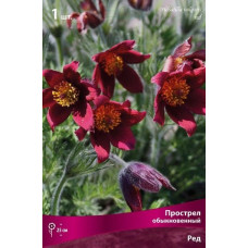 Прострел обыкновенный Ред