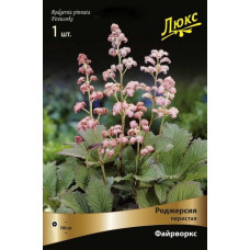 Роджерсия перистая Файрворкс   