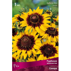 Рудбекия волосистая Сонора  