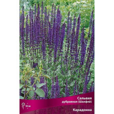 Сальвия дубравная (Шалфей) Карадонна 