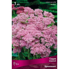 Седум видный Бриллиант 