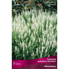 Сальвия дубравная (Шалфей) Шнеехёгль 