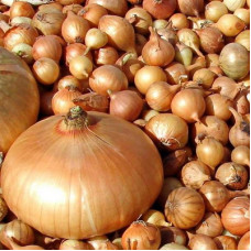 Лук-севок Штуттгартер Ризен  (0.5 кг)