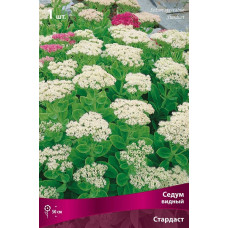 Седум видный Стардаст 
