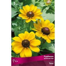 Рудбекия волосистая Тото  