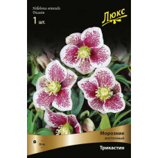 Морозник восточный Трикастин 