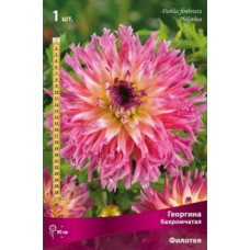 Георгина Филотея (бахромчатая)