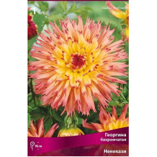 Георгина Ненекази (бахромчатая)