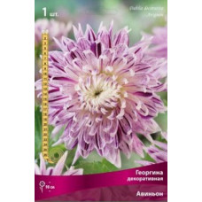 Георгина Авиньон (декоративная)