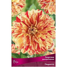 Георгина Глориоза (декоративная)
