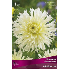 Георгина Айс Кристал (бахромчатая)