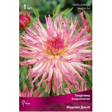 Георгина Марлин Джой (бахромчатая)