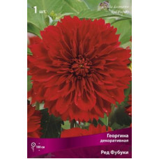 Георгина Ред Фубуки (декоративная)