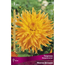 Георгина Мингас Джошуа (бахромчатая)