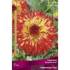 Георгина Пайнлендс Пэм (бахромчатая)